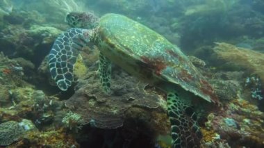 Filipinler 'de Yeşil Deniz Kaplumbağası.