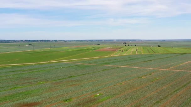 Mezőgazdasági földterület zöld növényekkel felülről. Növénytermesztés a mezőn. — Stock videók