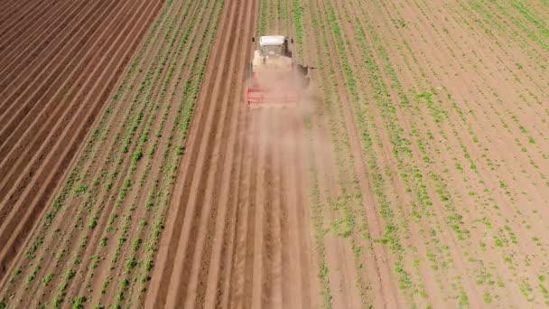 Сельскохозяйственная техника на картофельном поле обрабатывает землю — стоковое видео