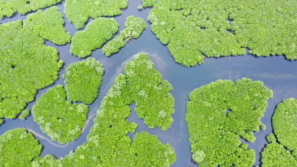 Mangrove forests and rivers, top view. Tropical background of mangrove trees. — Stock Photo, Image