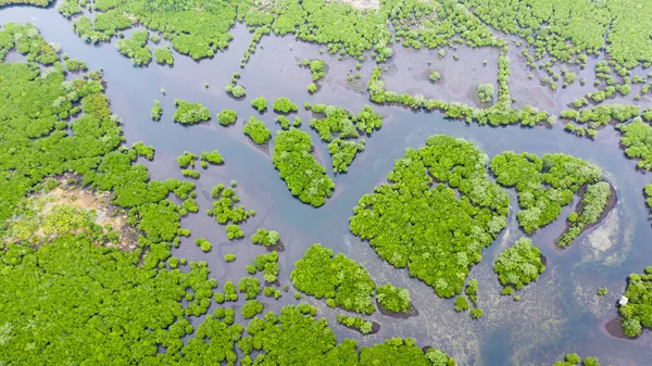 Mangrove forests and rivers, top view. Tropical background of mangrove trees. — Stock Photo, Image