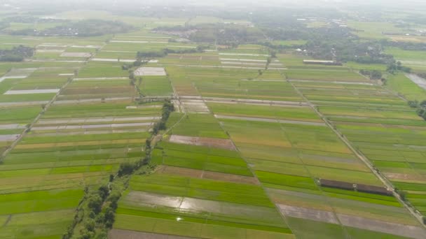 Рисове поле та сільськогосподарські угіддя в Індонезії, виробництво рису — стокове відео