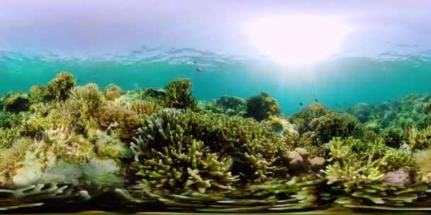 Arrecife de coral y peces tropicales 360VR. Camiguin, Filipinas — Vídeos de Stock