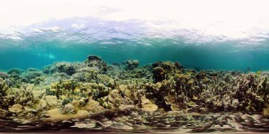 Suyun altındaki balıklı mercan resifi 360VR. Camiguin, Filipinler