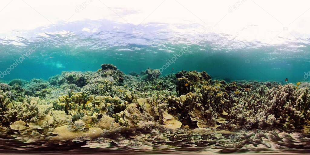 Coral reef with fish underwater 360VR. Camiguin, Philippines