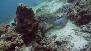 Filipinler 'de Yeşil Deniz Kaplumbağası.