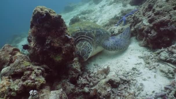 Tortue de mer verte sous l'eau aux Philippines. — Video