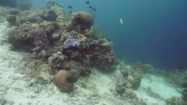 Красочные кораллы и тропические рыбы. Пейзаж кораллового рифа в глубоком голубом океане с рыбой и морской жизнью. — стоковое видео