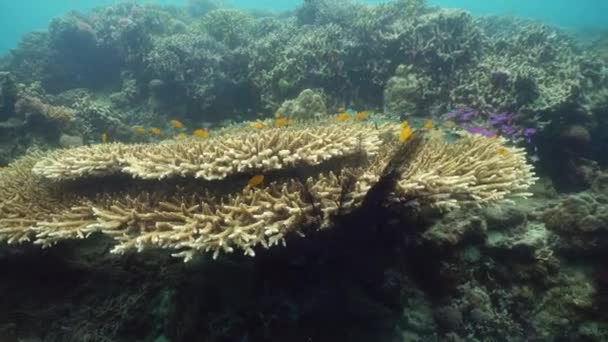 Підводний світ коралового рифу . — стокове відео