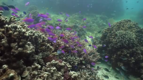 Barevné korály a tropické ryby. Korálové útesy krajina pozadí v hlubokém modrém oceánu s rybami a mořský život. neonová ryba — Stock video