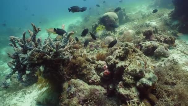 El mundo submarino de un arrecife de coral. Peces tropicales en el mar . — Vídeos de Stock