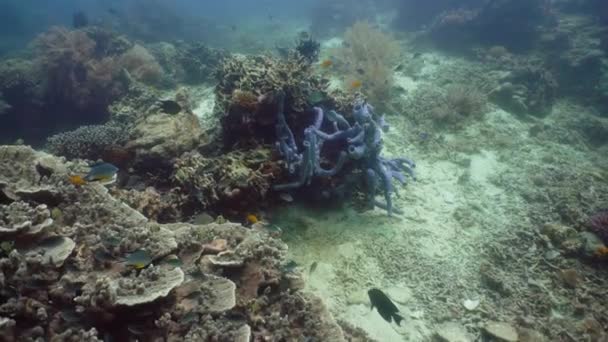 サンゴ礁や熱帯魚と美しい水中世界。フィリピンのカミグイン。旅行休暇のコンセプト — ストック動画