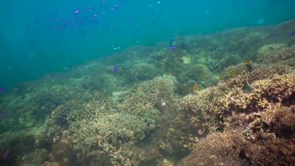 Barevné korály a tropické ryby. Korálové útesy krajina pozadí v hlubokém modrém oceánu s rybami a mořský život. neonová ryba — Stock video