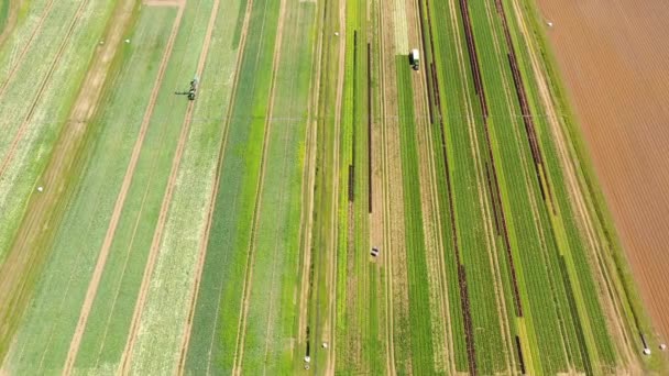 Zemědělská půda se zelenými plodinami shora. Pěstování zeleniny na poli. — Stock video