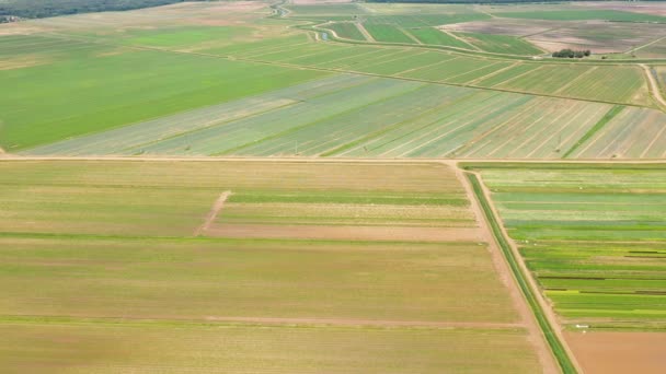 Ackerland mit grünen Pflanzen von oben. Gemüseanbau auf dem Feld. — Stockvideo