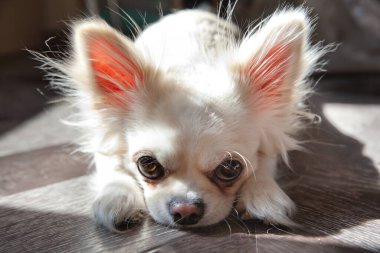 Köpek sıkıldı. Chihuahua köpeği yerde yatıyor..