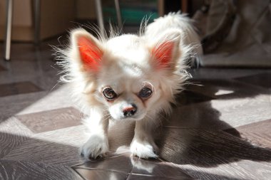 Köpek sıkıldı. Chihuahua köpeği yerde yatıyor..