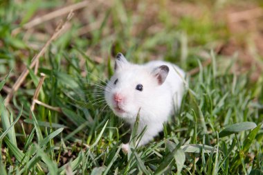 Çimlerde hamster.