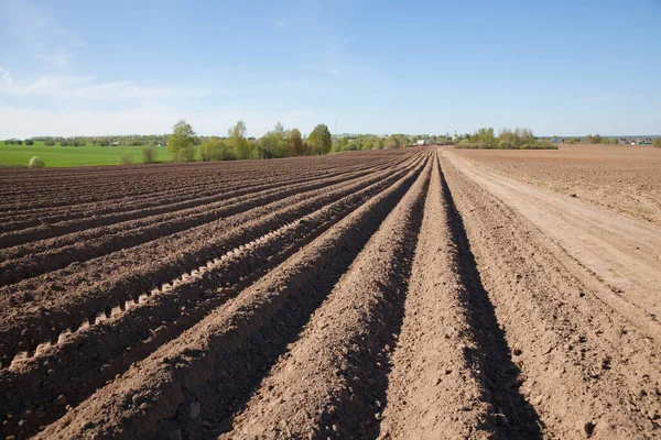 Furrows on a plowed field. Agricultural fields in Russia. — Stock Photo, Image