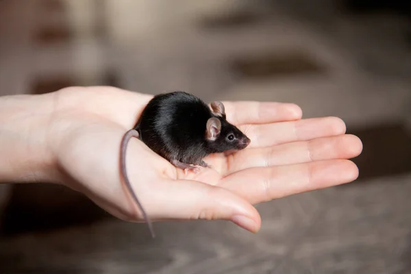 Maus auf der Handfläche. Handmaus sitzt auf einer Hand. — Stockfoto