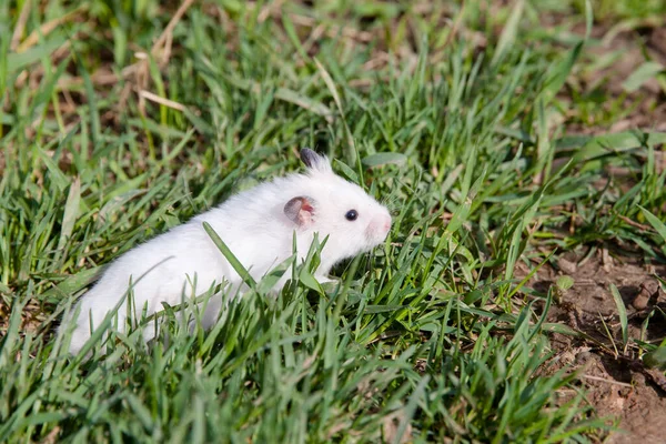 Hamster in the grass. — Stock Photo, Image