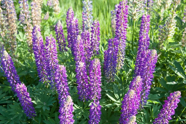 Lupinus pole s růžovými fialovými a modrými květy za slunečného dne. Pole lupinů. Fialová a růžová lupina na louce. Jarní pozadí. — Stock fotografie