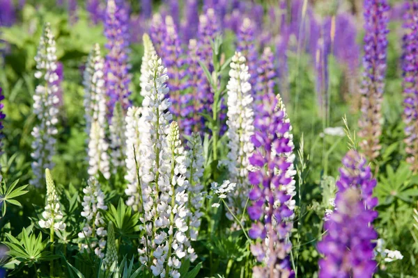 Blühende Lupinenblüten. Ein Lupinenfeld. Veilchen und rosa Lupinen auf der Wiese. Bunte Bündel von Lupinen Sommer Blume Hintergrund. — Stockfoto