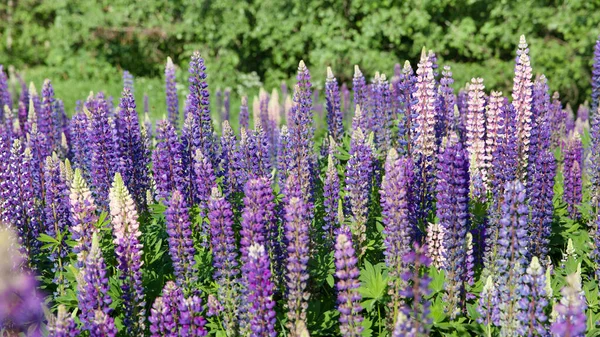 Lupinus tarlasında güneşli bir günde pembe mor ve mavi çiçekler. Lupin tarlası. Çayırda mor ve pembe lupin. Bahar arkaplanı. — Stok fotoğraf