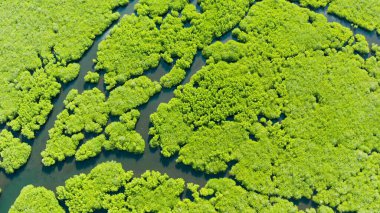 Mangrove ormanının ve nehrin havadan görünüşü.