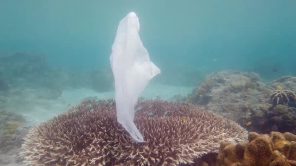 Hermoso arrecife de coral contaminado con bolsa de plástico. — Vídeo de stock