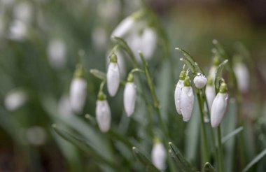 blooming snowdrops in droplets after rain