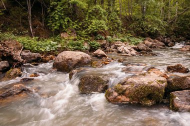Ormandaki dağlarda taşlı bir nehir