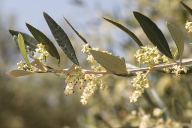Çiçek açan zeytin dalı Yunanistan