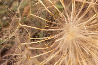 Büyük ve tüylü karahindiba