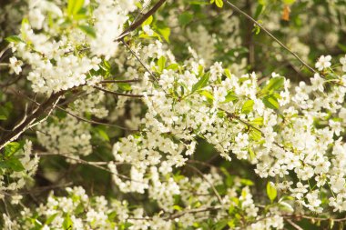 Ağaçtaki beyaz çiçekler