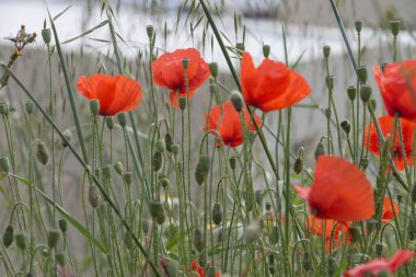 Sabahın erken saatlerinde haşhaş tarlası