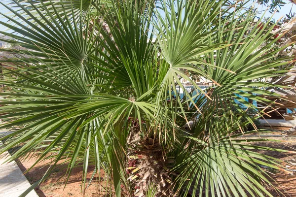 Jardín Tropical Palmera Con Hojas Redondas —  Fotos de Stock