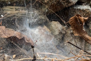 Taşlar ve toprak üzerindeki örümcek ağı. Böcekler ve yapraklar ağa takıldı.