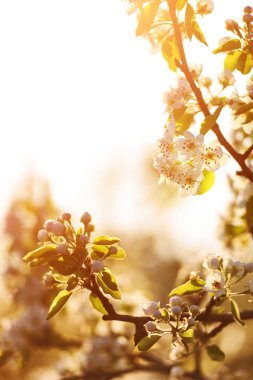 Baharda elma çiçekleri . Çiçek açan bir ağacın yumuşak görüntüsü
