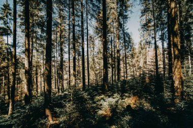 Büyük ağaçlar orman doğa yeşil ahşap güneş ışığı arka plan