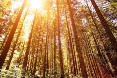 Ağaçların ormanın derinliklerinde geniş bir açı var.