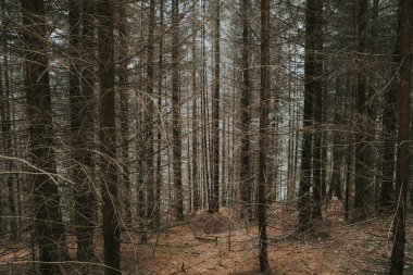 Büyük ağaçlar orman doğa yeşil ahşap güneş ışığı arka plan