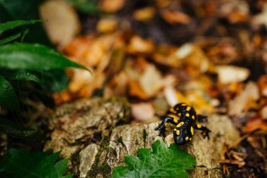 Europaean yangın semender (Semena semender) yağmurda yaprak üzerinde
