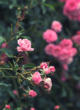 Rosario güller bahçesinde gül en büyük koleksiyonu