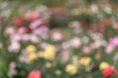 Gül rosario gül bahçe en büyük koleksiyonu