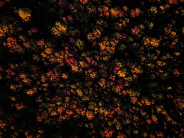 Gün batımında çarpıcı sıcak renkli sonbahar sonbahar orman Drone görünümü