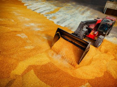 Kamyondan işlenmek için bir siloya toplanan tahıllar