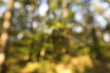 Ormanın derinliklerinde bulanık arka plan