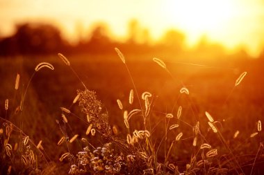 Grass Meadow altın saat Sunset GünDoğumu Güneş ışığı