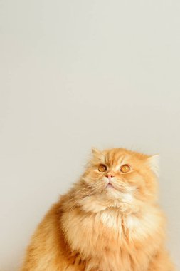 Zencefilli kabarık kedi. Sevimli Hayvan portre